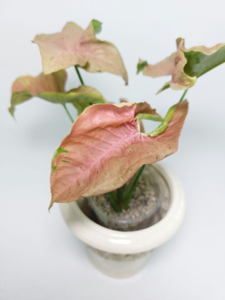 Syngonium Pink Pastel | Sadzonka 1 - 25cm