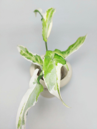 Syngonium Starlite | 25-30cm