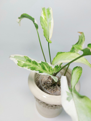 Syngonium Starlite | 25-30cm