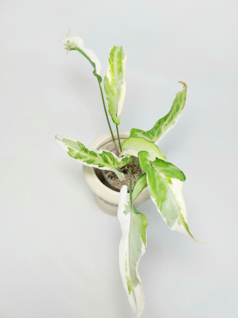 Syngonium Starlite | 25-30cm