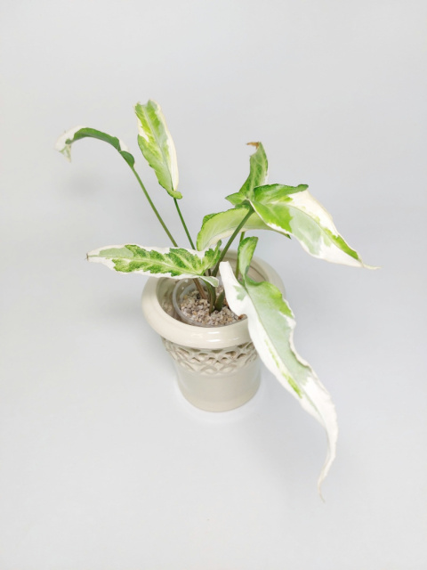 Syngonium Starlite | 25-30cm