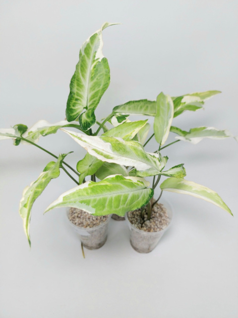 Syngonium Starlite | 25-30cm