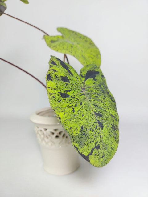 Colocasia Mojito | Sadzonka 1 - 30cm