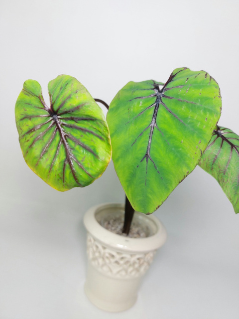 Colocasia Pharaoh's Mask | 30-40cm