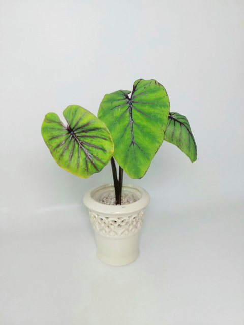 Colocasia Pharaoh's Mask | 30-40cm