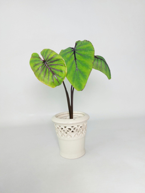 Colocasia Pharaoh's Mask | 30-40cm