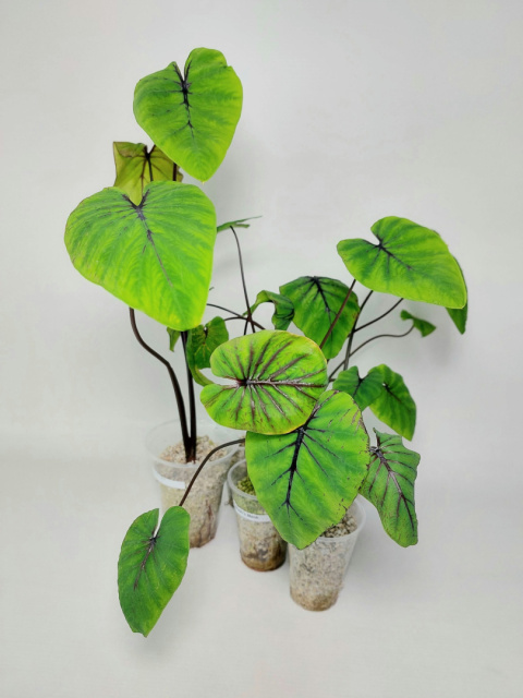 Colocasia Pharaoh's Mask | 30-40cm