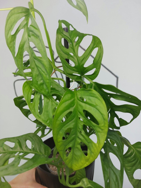 Monstera Adansonii 'Monkey Mask' | 45-50cm