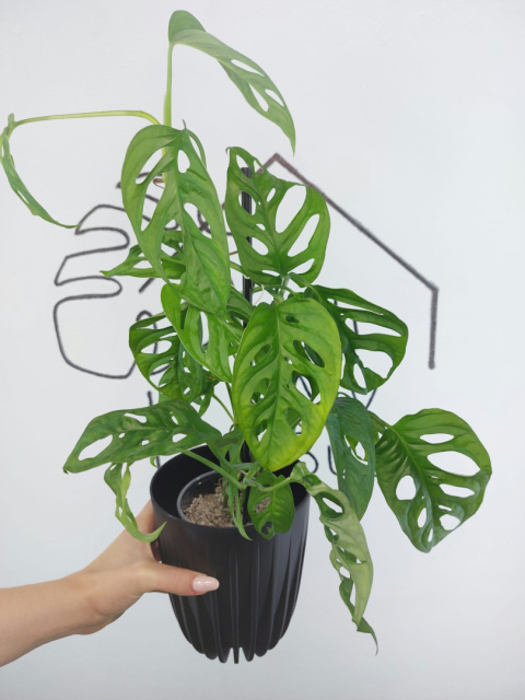 Monstera Adansonii 'Monkey Mask' | 45-50cm