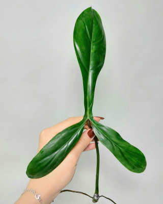 Philodendron 69686 | Pędówka