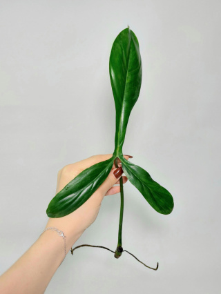 Philodendron 69686 | Pędówka