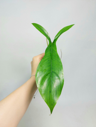 Philodendron 69686 | Szczyt