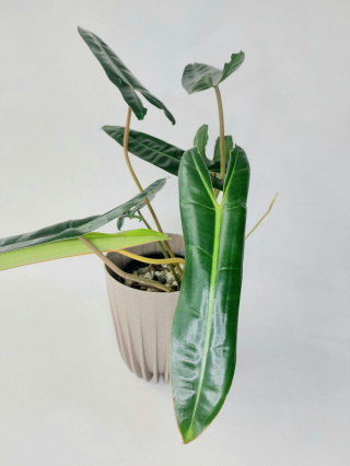 Philodendron Billietiae | 40-45cm