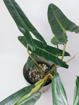 Philodendron Billietiae | 40-45cm