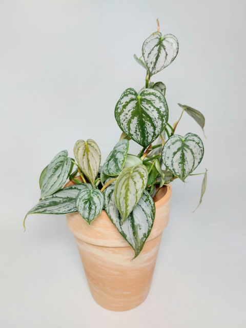 Philodendron Brandtianum | 30-35cm