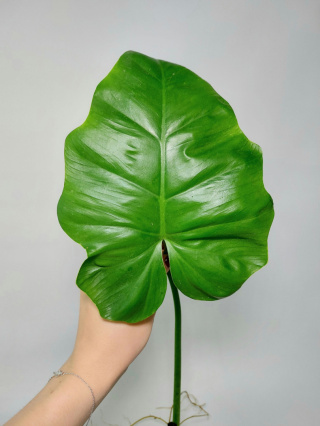 Philodendron Giganteum | Pędówka