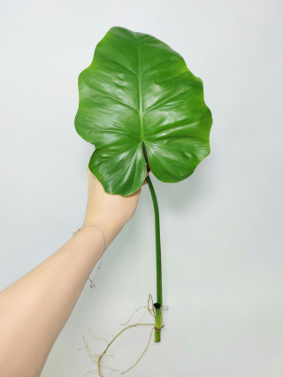 Philodendron Giganteum | Pędówka