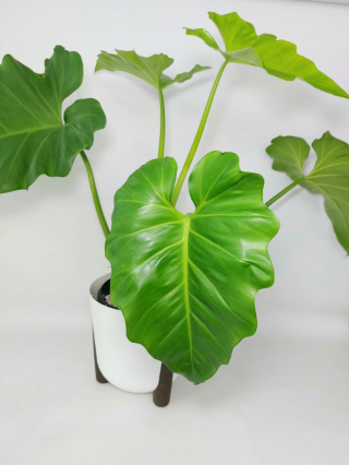 Philodendron Giganteum | Sadzonka 5 - 80cm