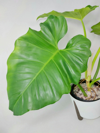 Philodendron Giganteum | Sadzonka 5 - 80cm