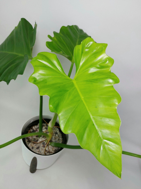 Philodendron Giganteum | Sadzonka 5 - 80cm