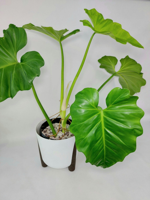 Philodendron Giganteum | Sadzonka 5 - 80cm