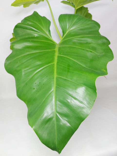 Philodendron Giganteum | Sadzonka 5 - 80cm
