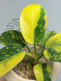 Philodendron Green Congo Hybrid Variegata | Sadzonka 3 | 20cm