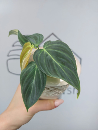 Philodendron Melanochrysum | 15-20cm