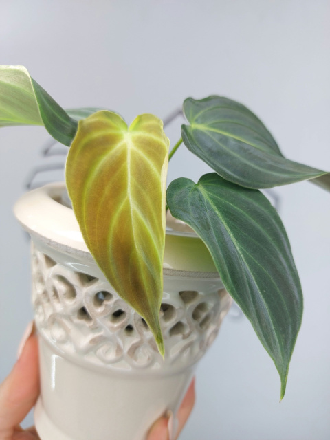 Philodendron Melanochrysum | 15-20cm