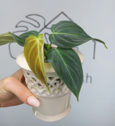 Philodendron Melanochrysum | 15-20cm