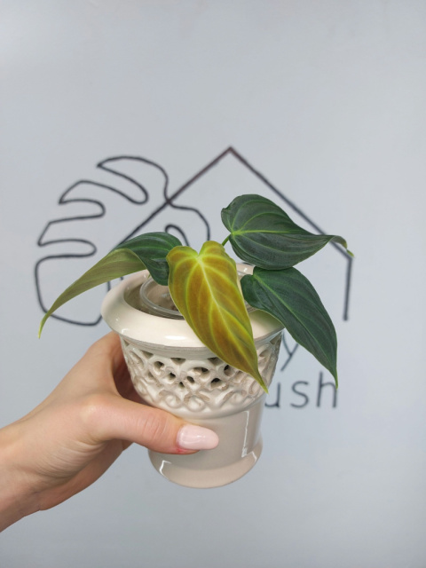 Philodendron Melanochrysum | 15-20cm