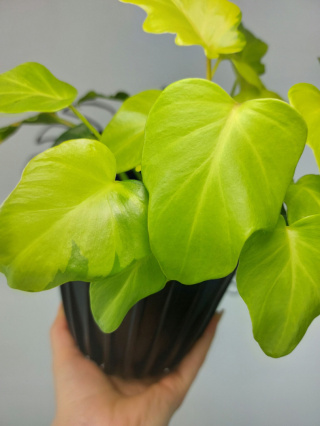 Philodendron Xanadu Dwarf Variegata | Sadzonka 5 | 25cm