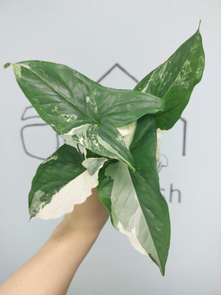 Syngonium Albo Variegata | Pędówka