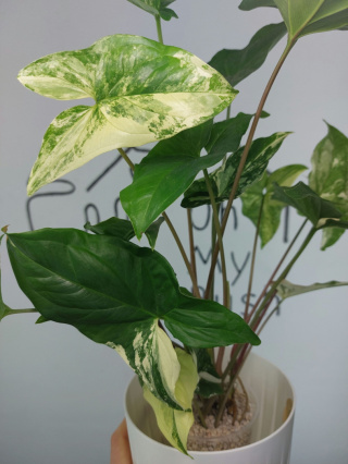 Syngonium Albo Variegata | 40-45cm