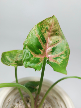 Syngonium Dwarf Princess | 20-25cm