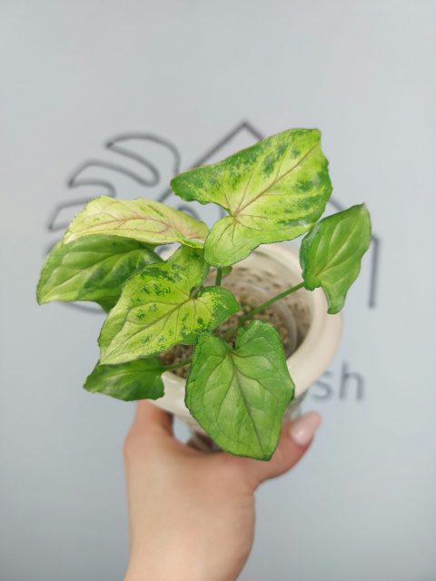 Syngonium Green Marble | Sadzonka 2 | 20cm