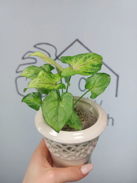 Syngonium Green Marble | Sadzonka 2 | 20cm