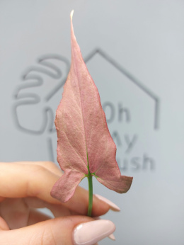 Syngonium Pink Ombre Green | Pędówka