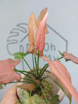 Syngonium Pink Ombre Green | Sadzonka 1 | 15cm