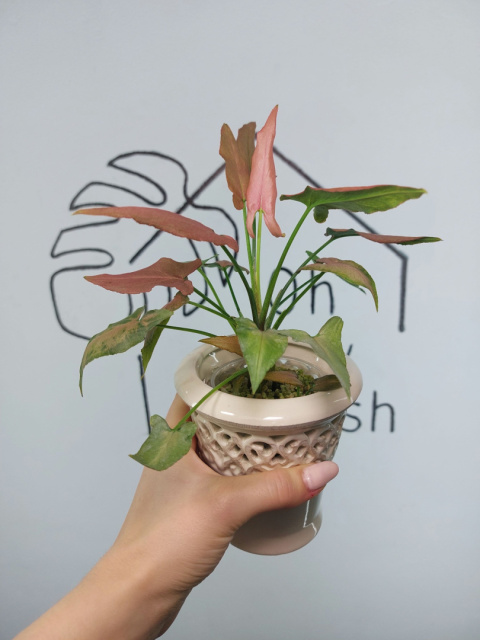 Syngonium Pink Ombre Green | Sadzonka 1 | 15cm