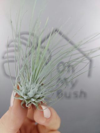 Tillandsia Argentea Oplątwa