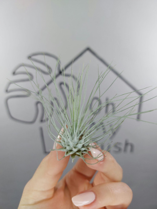 Tillandsia Argentea Oplątwa