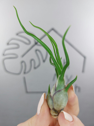 Tillandsia Bulbosa Oplątwa