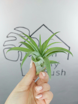 Tillandsia Capitata Peach Green Oplątwa