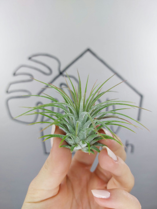 Tillandsia Ionantha Green Oplątwa