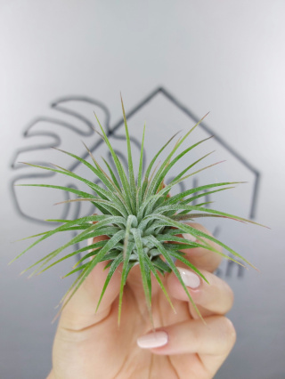 Tillandsia Ionantha Green Oplątwa