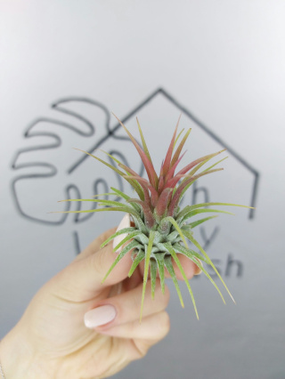 Tillandsia Ionantha Red Oplątwa