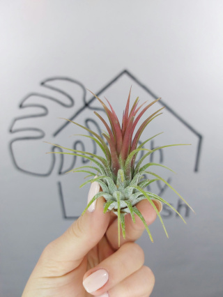 Tillandsia Ionantha Red Oplątwa