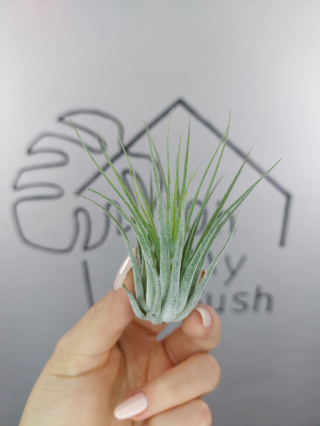 Tillandsia Ionantha Scaposa Oplątwa