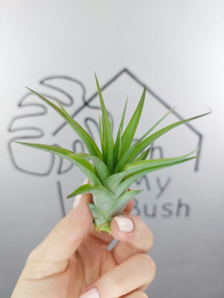 Tillandsia Multiflora Green Oplątwa